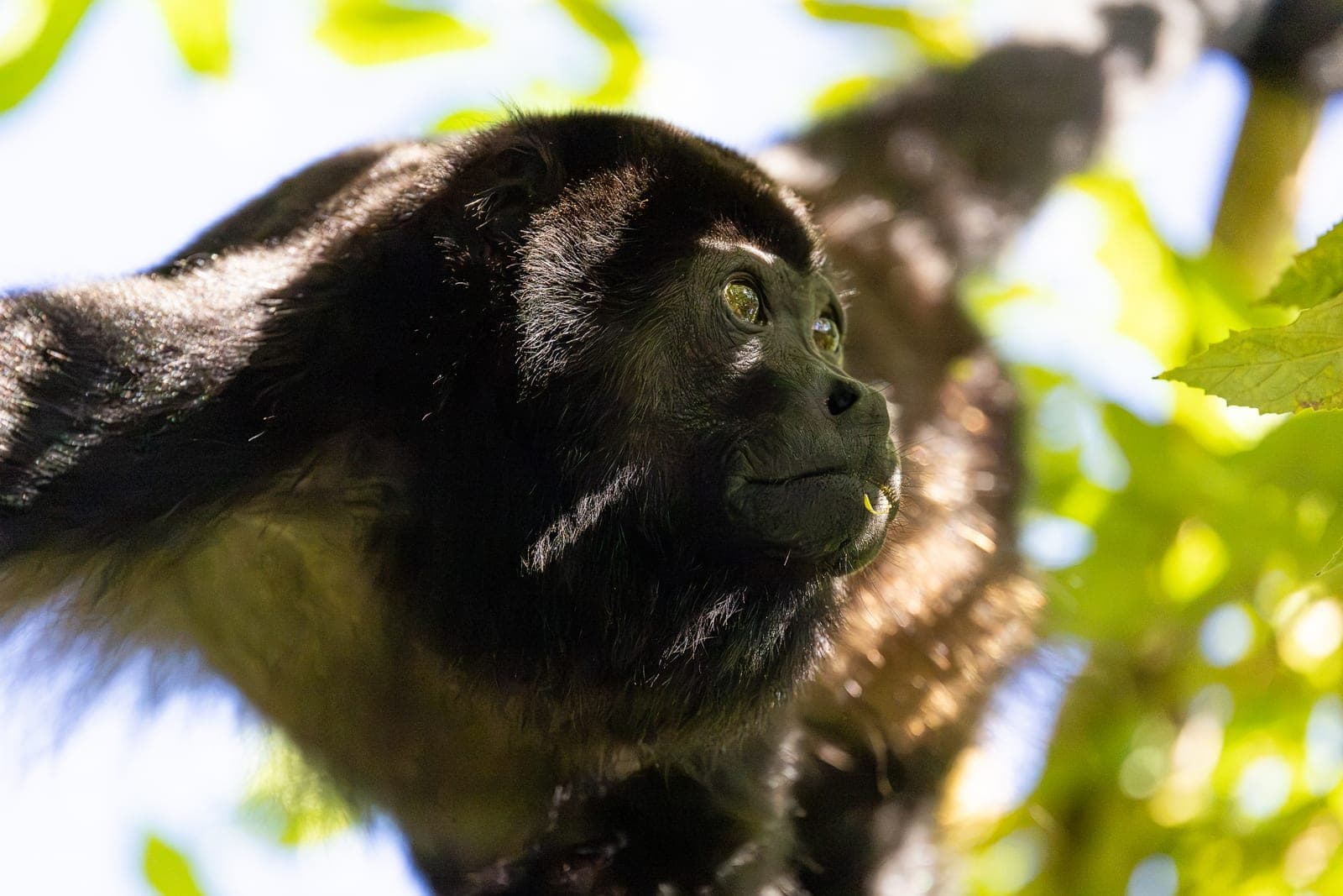 The Jungle — Playa Grande, Guanacaste, Costa Rica
