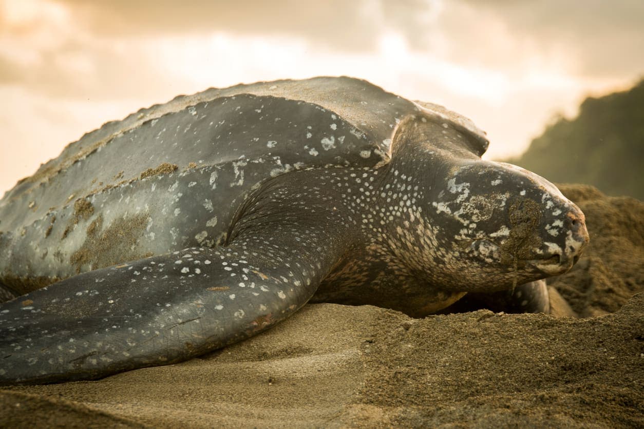 The Turtles — Playa Grande, Guanacaste, Costa Rica